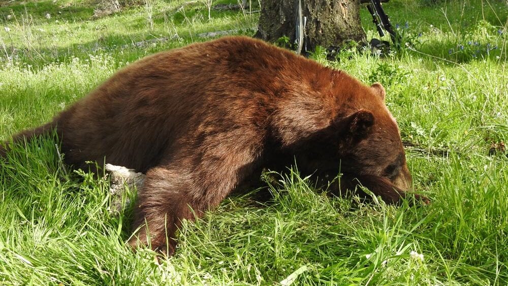 A brown bear lies in green grass next to a tree.
