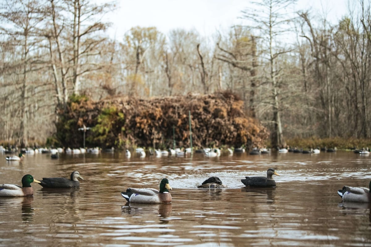 Guided Duck Hunts