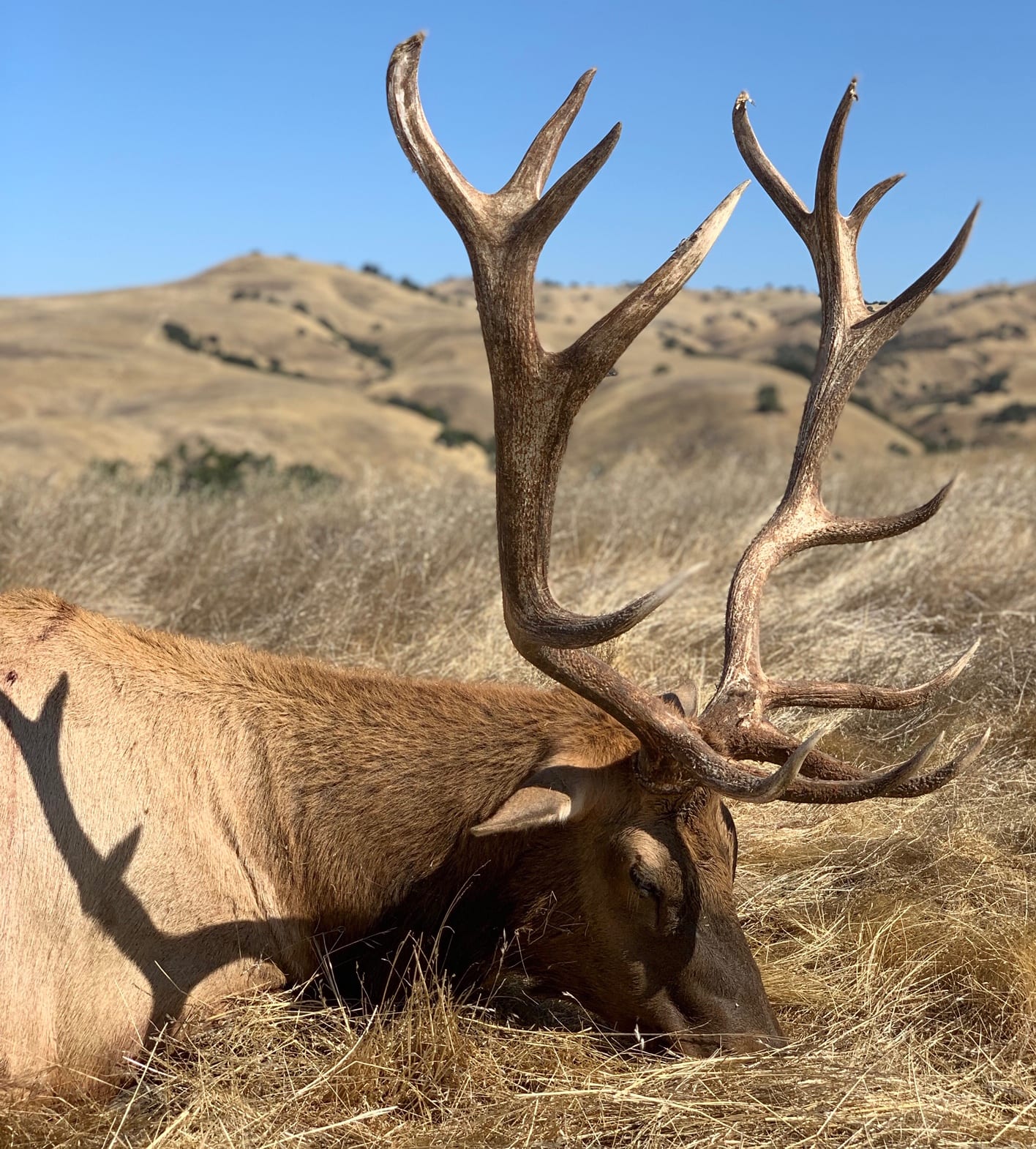 A harvested elk with large antlers lies in a grassy field with hills in the background.