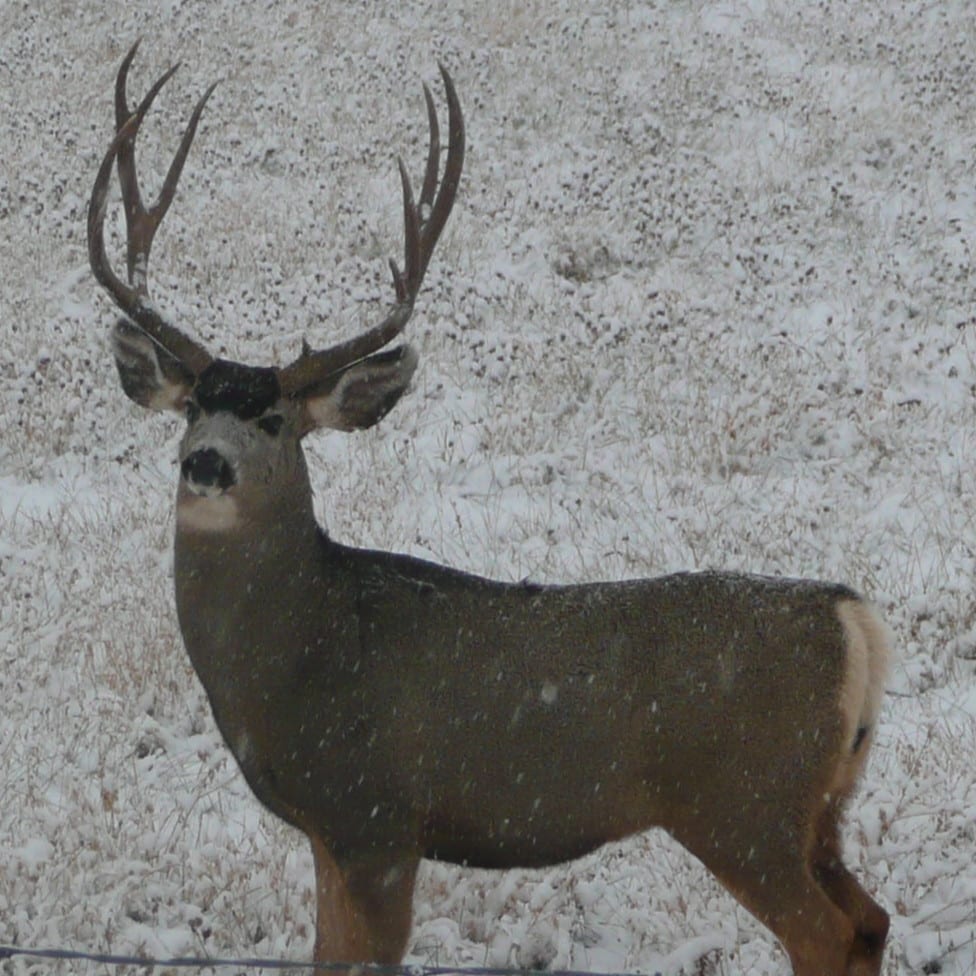 Big Game Hunts
