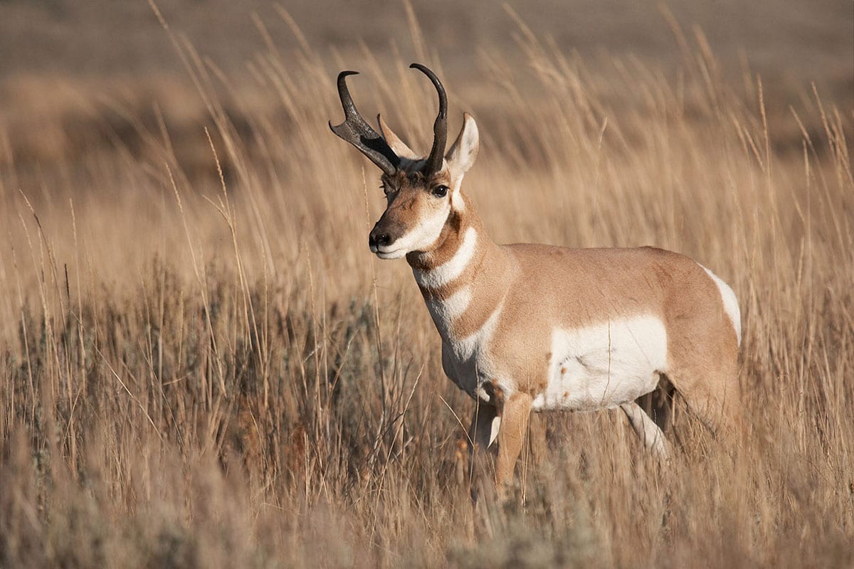 Antelope Hunts
