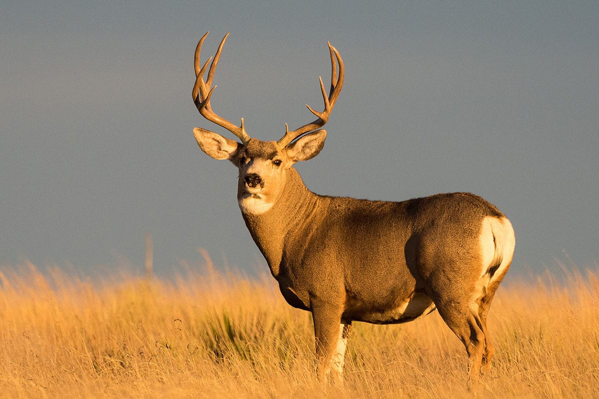 Mule Deer Hunts