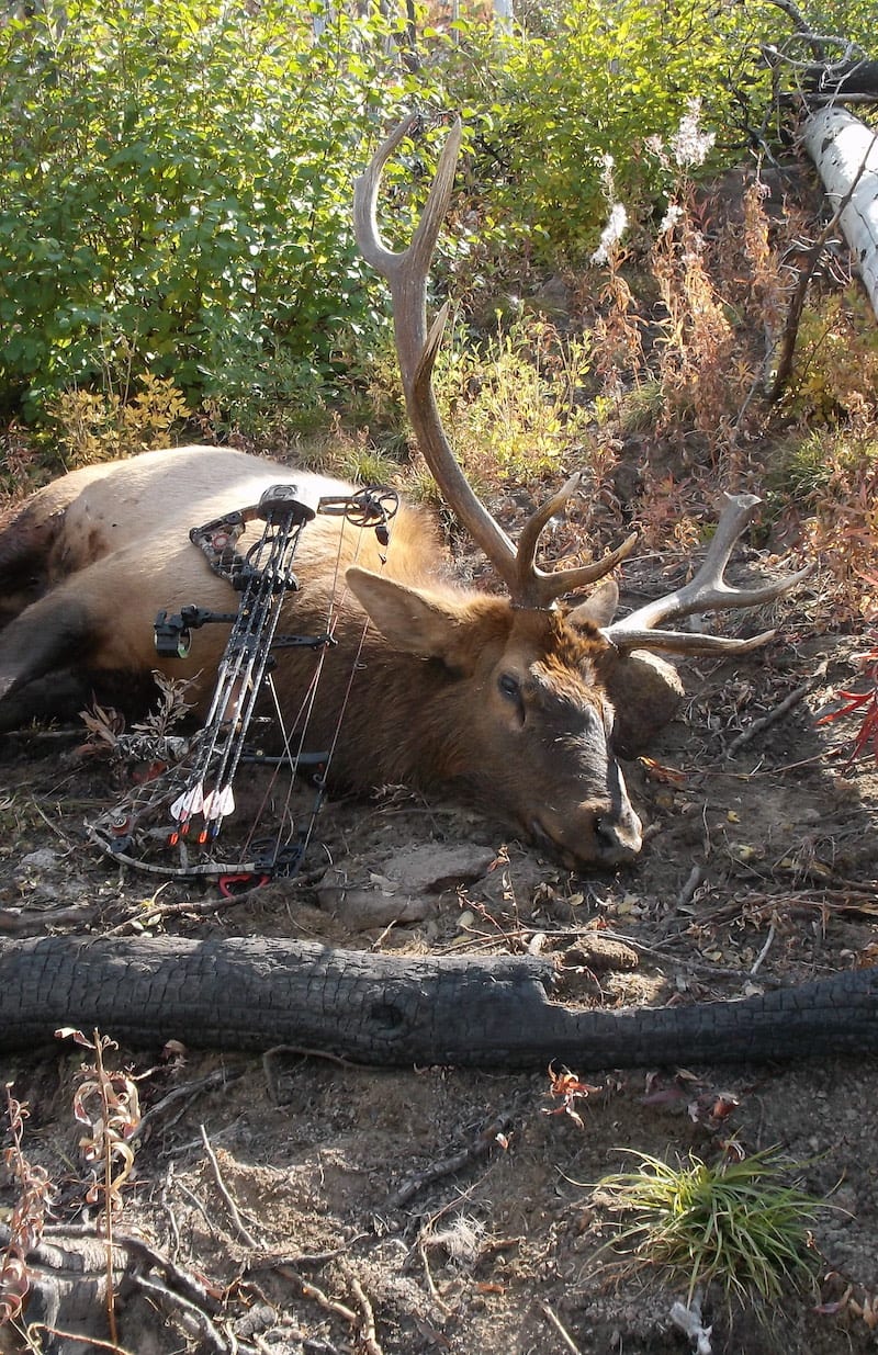 A harvested elk lies on the ground next to a bow.