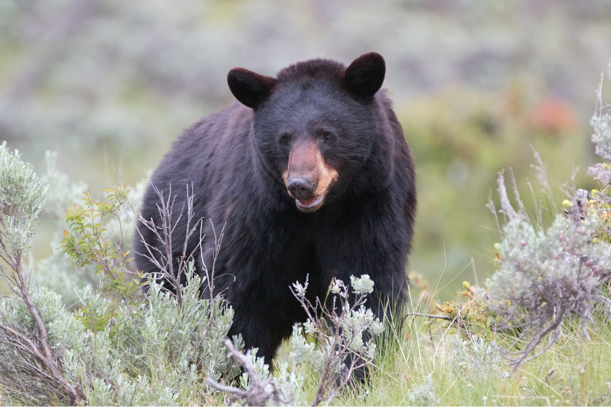 Exciting Idaho Black Bear Hunting Trips