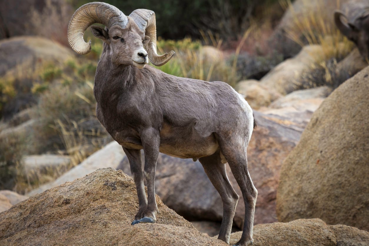 Memorable Idaho Bighorn Sheep Hunting Trips