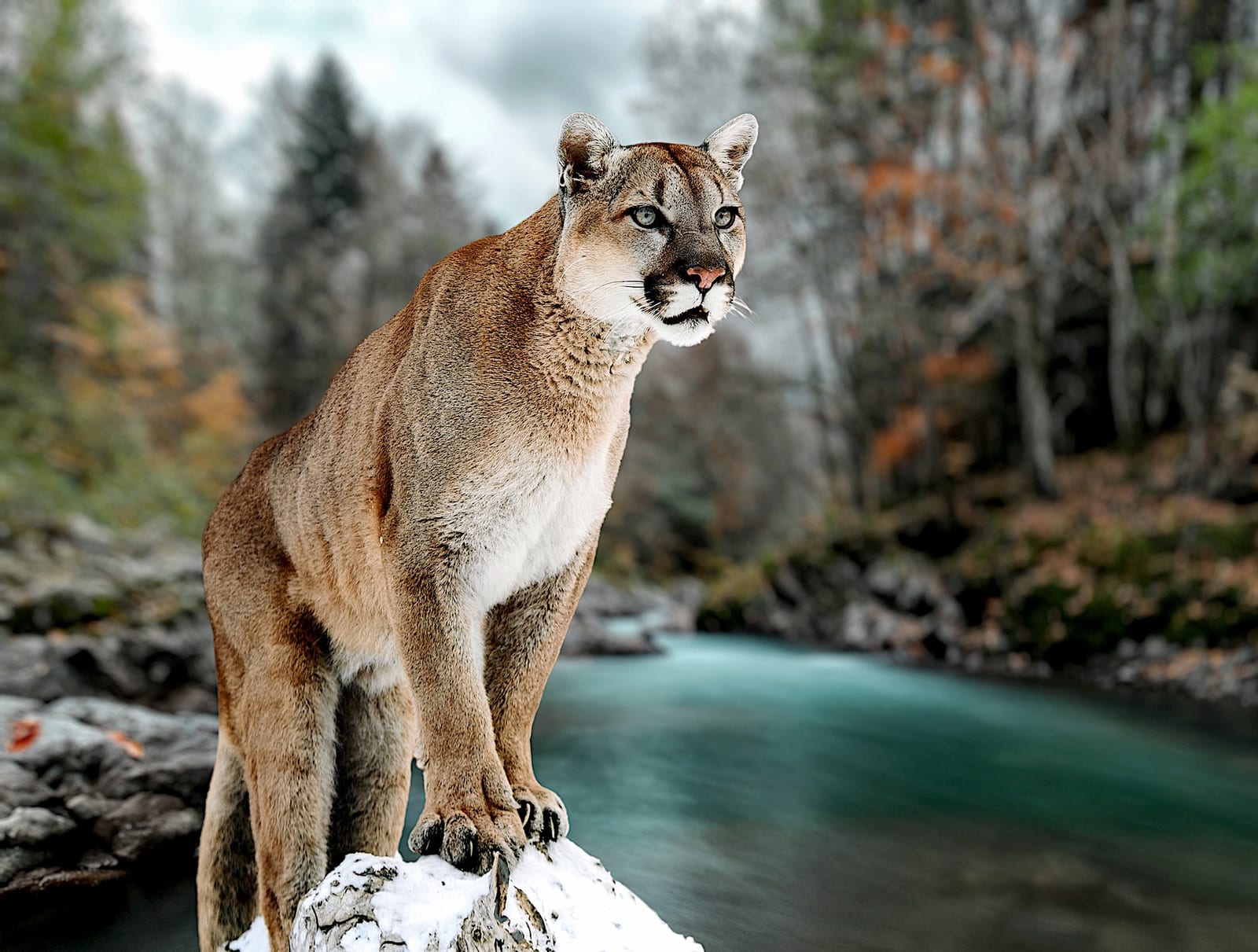 Mountain Lion Hunts