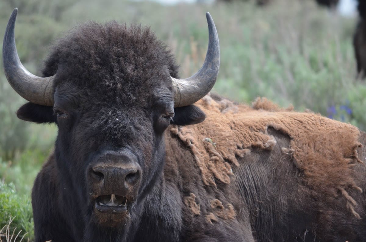 A close-up of a bison with shaggy fur and horns, looking towards the camera in a grassy field.