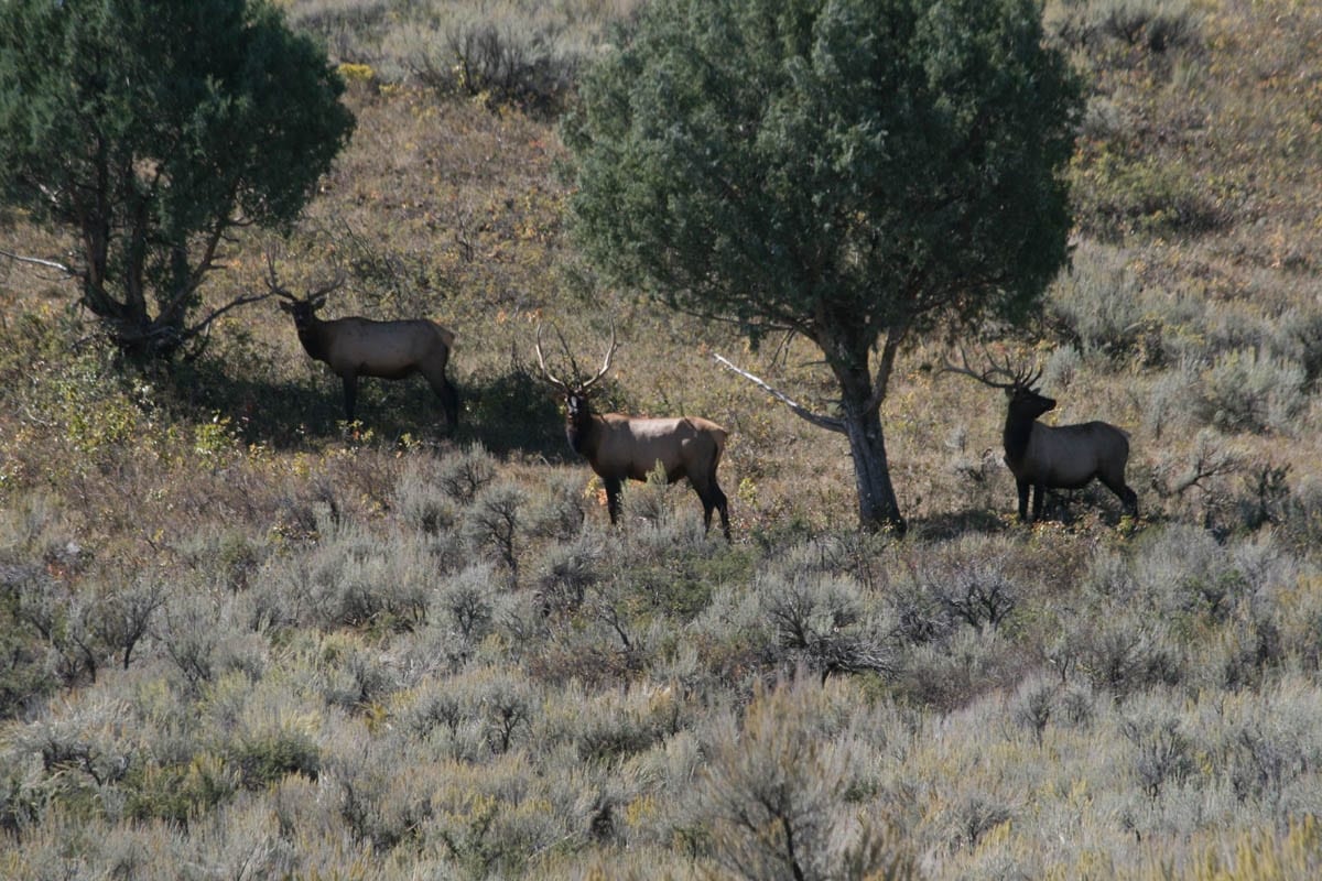 Three elk stand among trees and brush on a hillside.