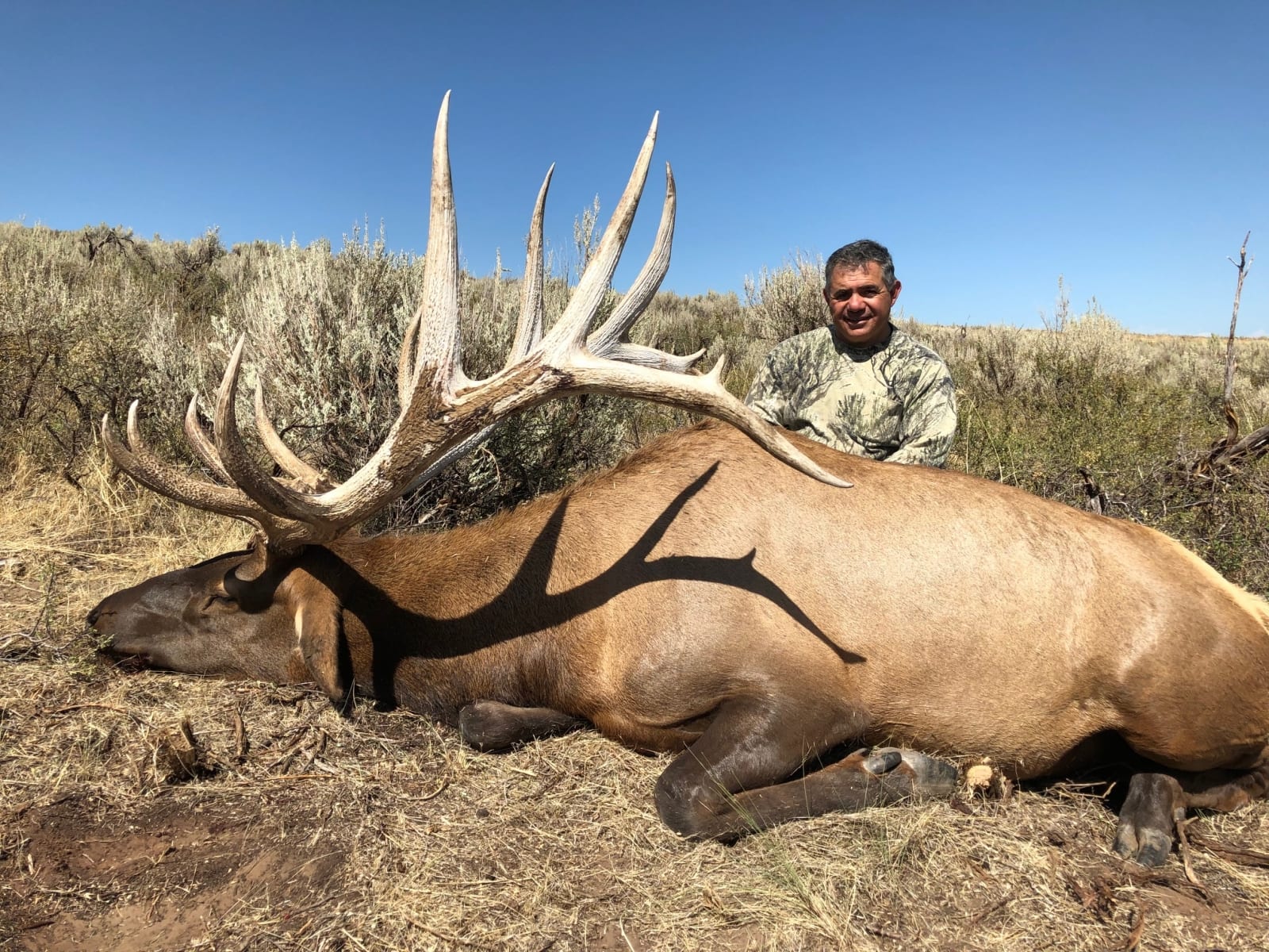 A hunter poses with a large harvested elk on a sunny day.
