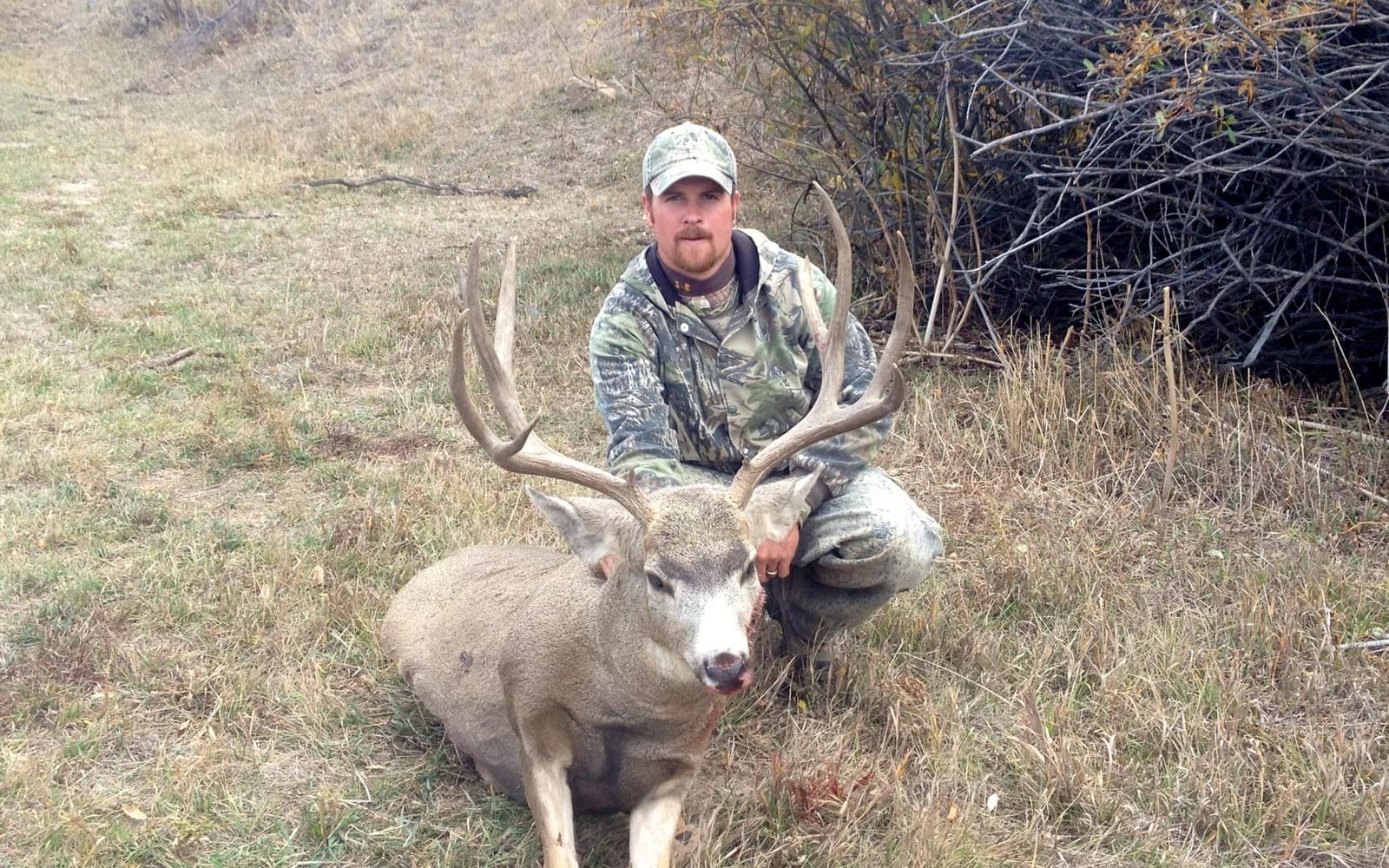 A hunter kneels next to a harvested mule deer in a grassy field.