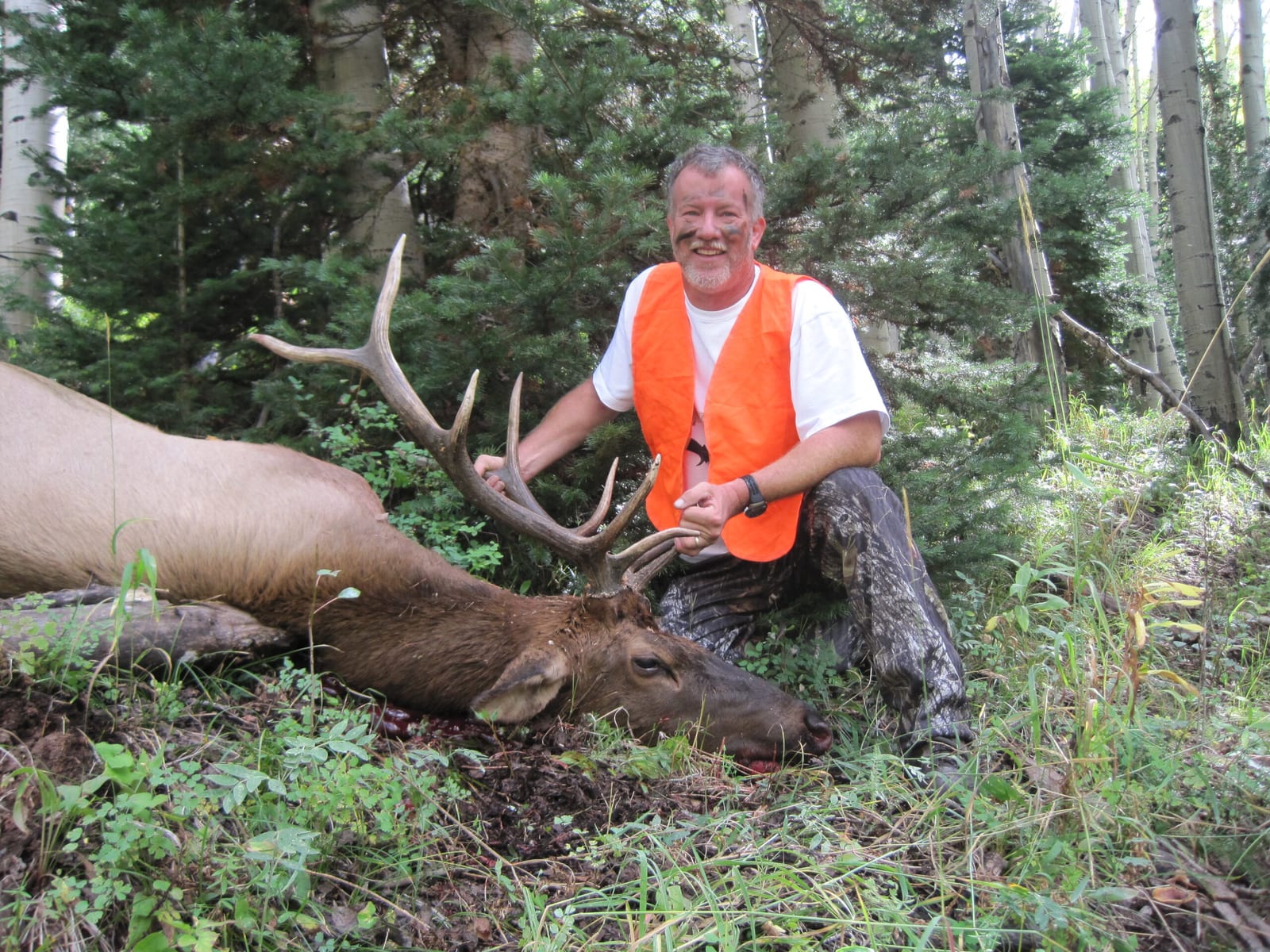 A man in an orange vest poses with a harvested elk in a forest.