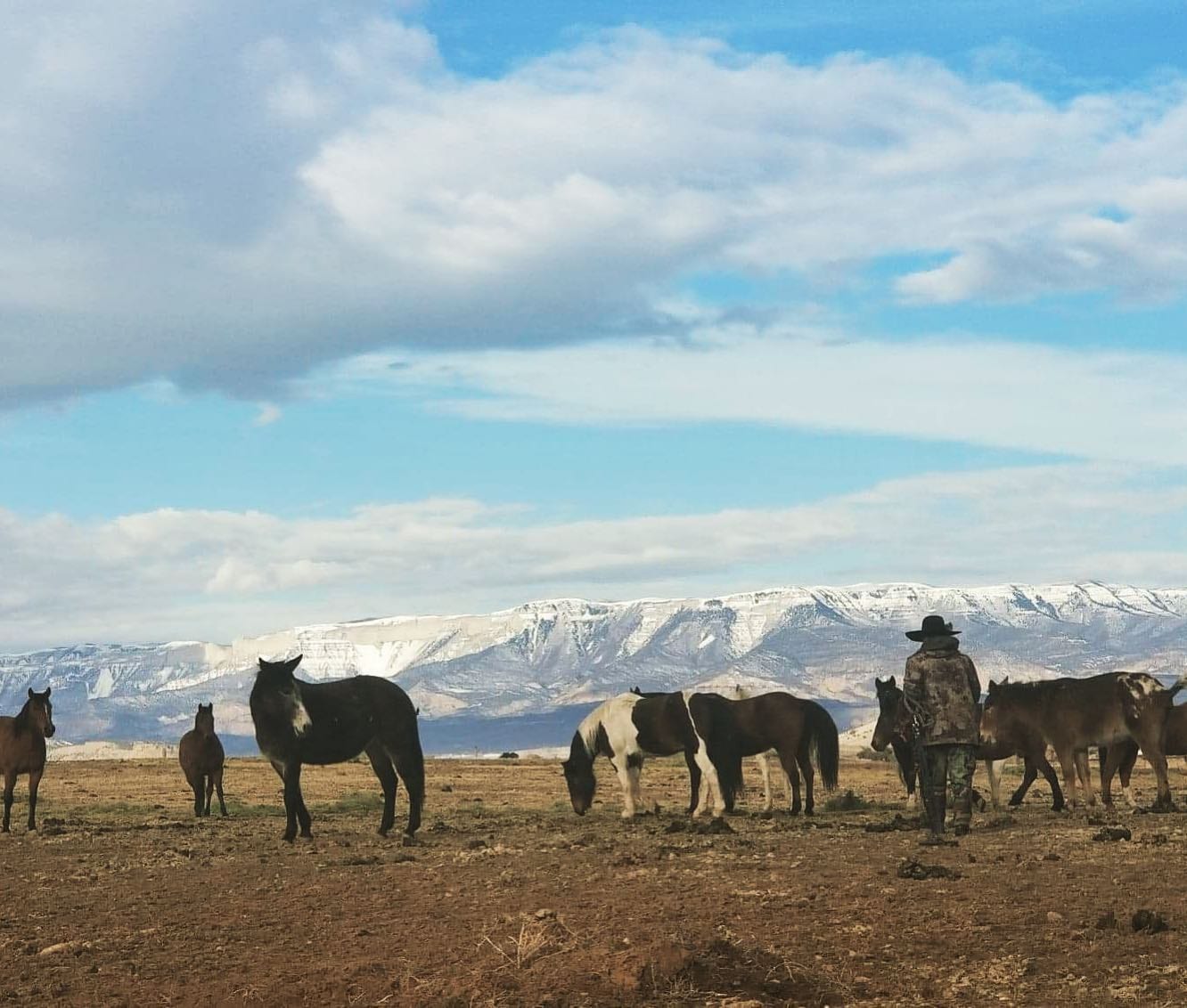 A person walks among several horses in a dry, open field with snow-capped mountains under a cloudy blue sky.