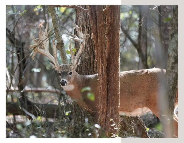 deer behind tree