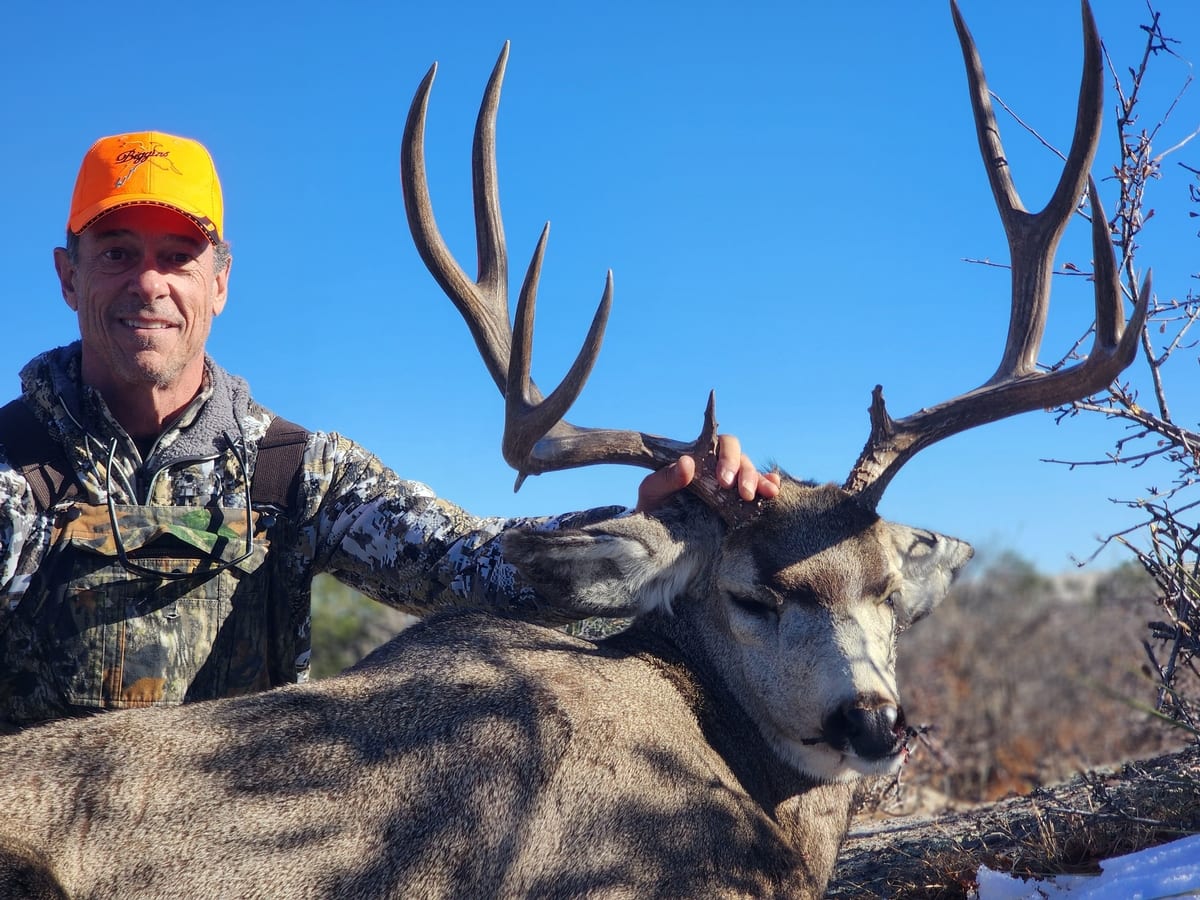 Mule Deer