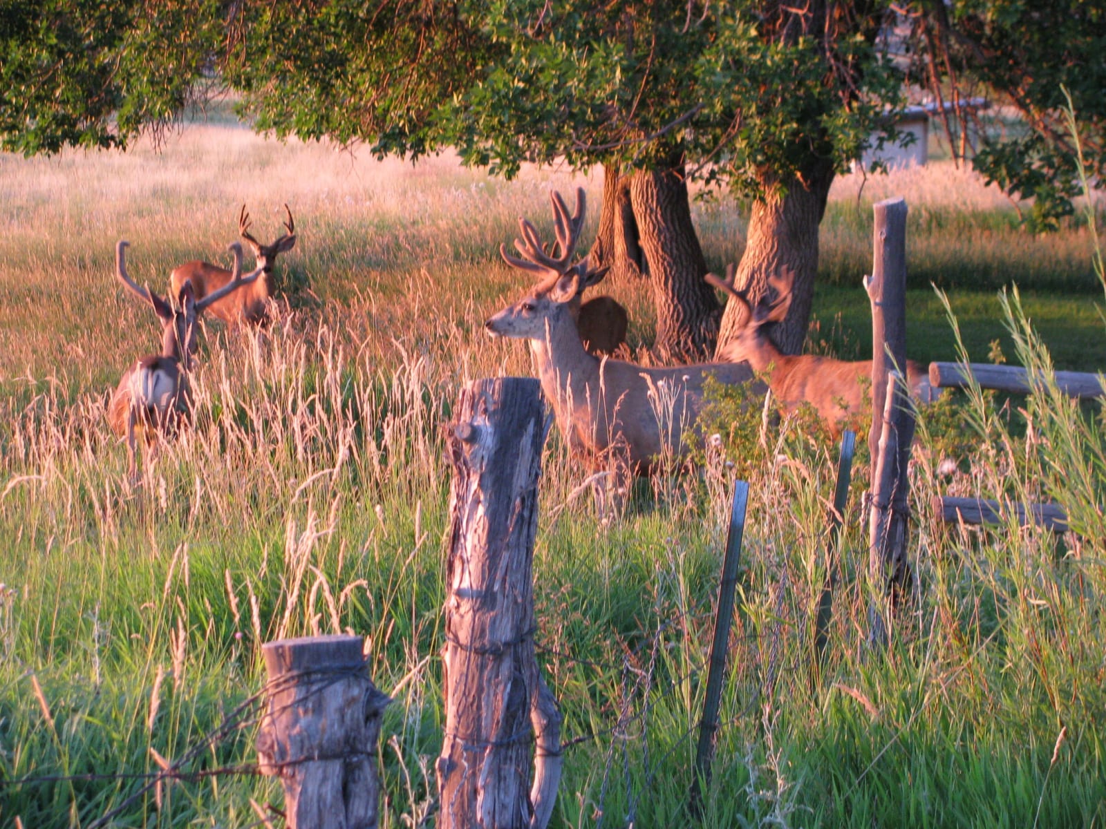 Four mule deer bucks with velvet antlers in a sunlit meadow near a wooden fence and trees.