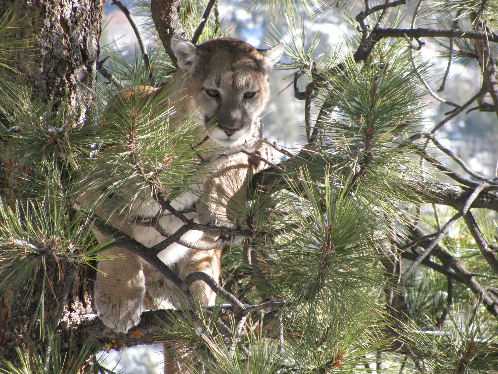 Mountain lion resting among pine tree branches with sunlight filtering through needles.
