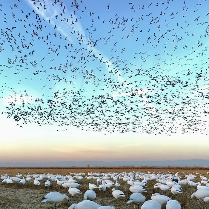 A large flock of Snow Geese are flying in the sky above a field filled with many more Snow Geese.