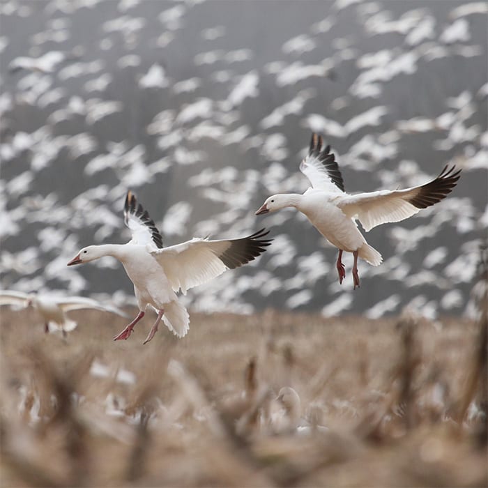 Two snow geese fly low over a field with many more geese in the blurred background.