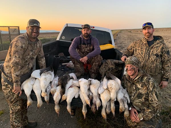 Four hunters pose with a large harvest of snow geese in the back of a pickup truck at sunset.