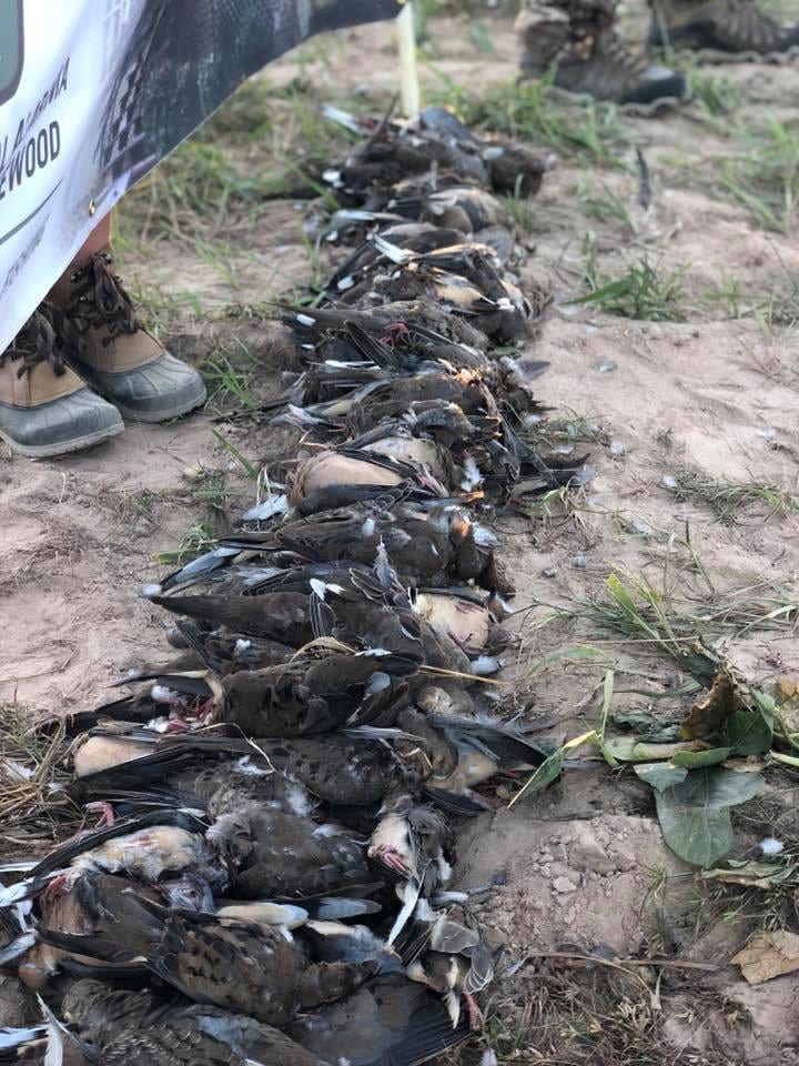 A line of harvested mourning doves is laid out on the ground, with hunters' boots visible in the foreground.
