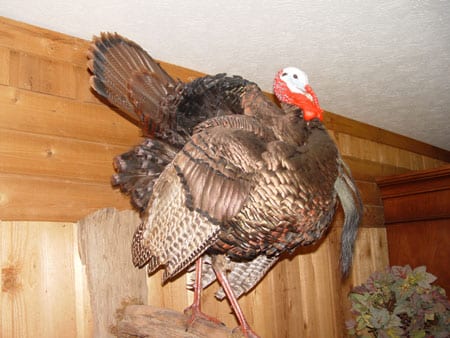 A taxidermy wild turkey mount is displayed indoors against a wooden wall.