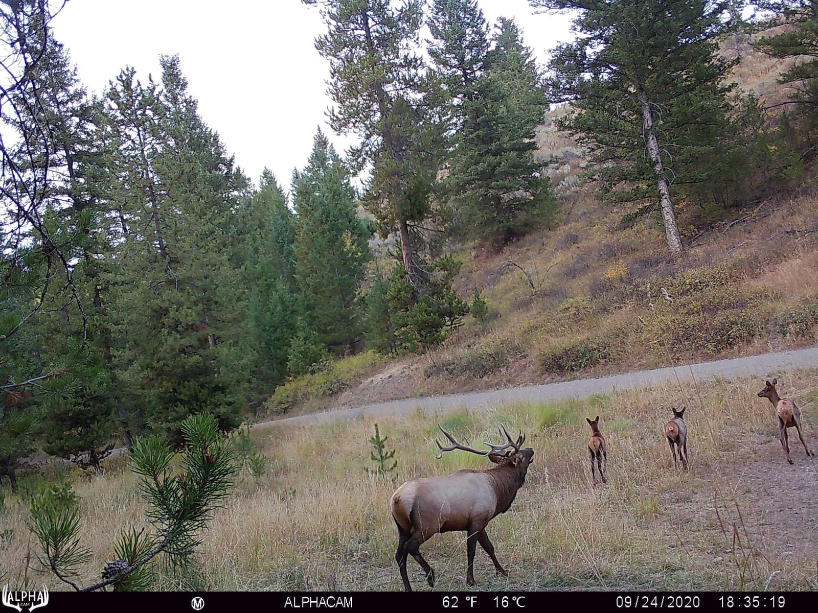 Trophy elk Hunts2