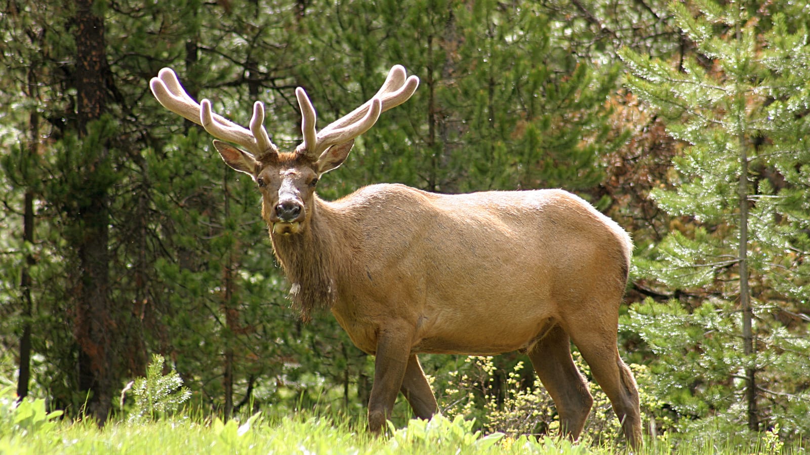 An elk stands in a forest clearing.