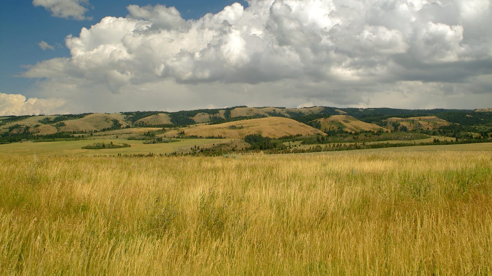 Expansive Field of Wild Grass with Hills in Background at Lazy Triple Creek Pheasant Hunting Ranch in Idaho