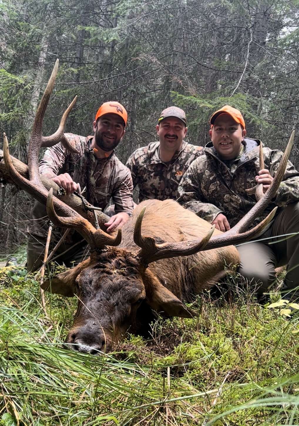 Three hunters pose with a harvested elk in a forest.