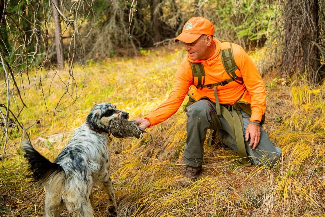 A hunter in orange attire kneels as a dog retrieves a ruffed grouse.