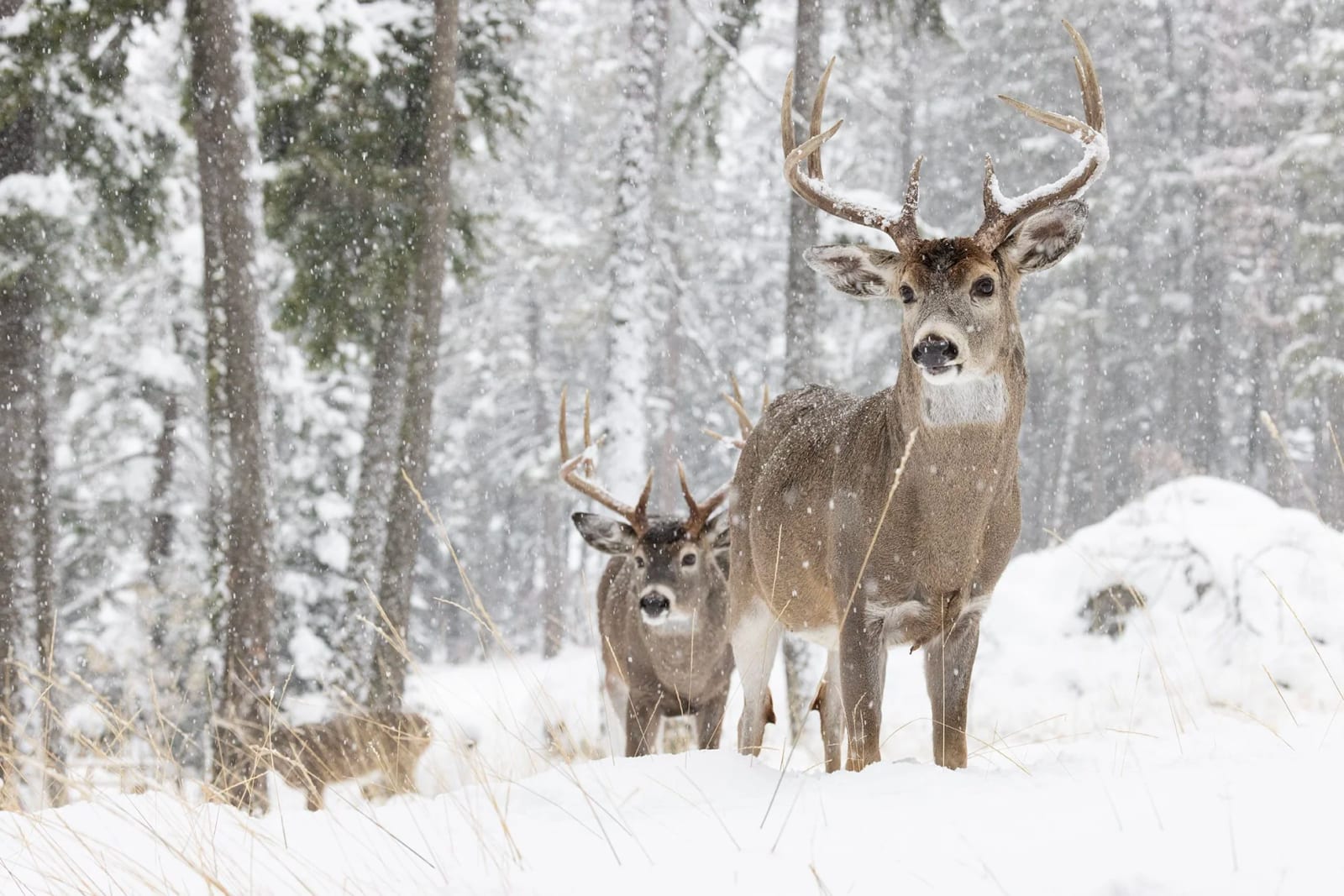 Two whitetail deer stand in a snowy forest during a snowfall.