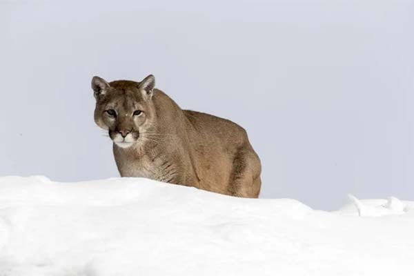 A mountain lion stands in the snow, looking towards the camera.