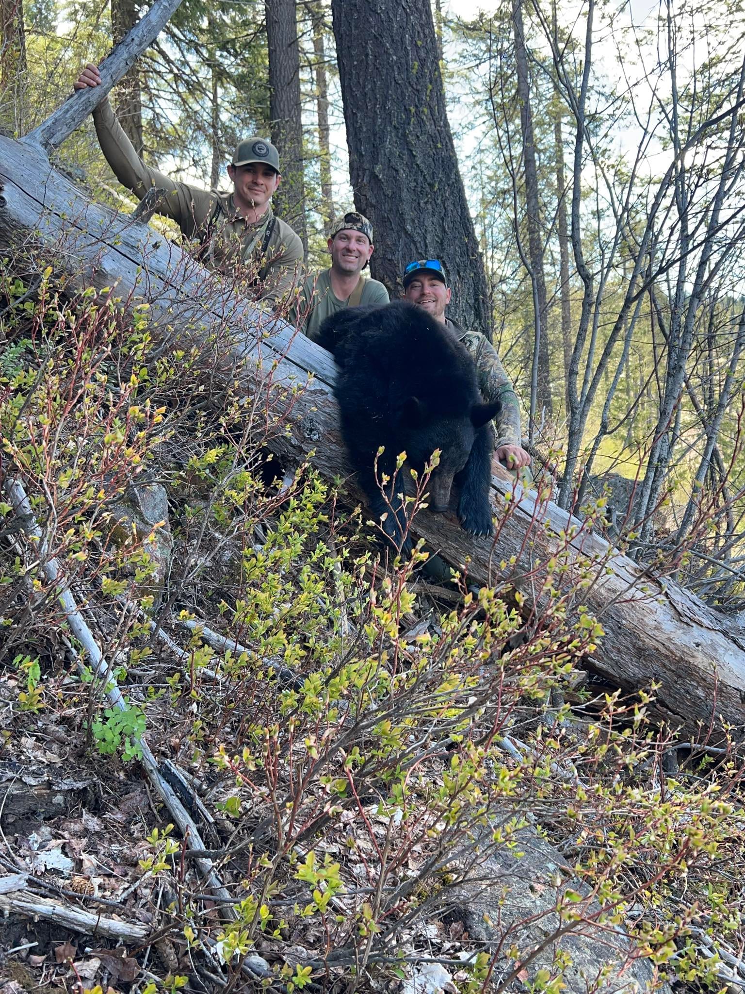 Three hunters pose with a harvested black bear in a wooded area.