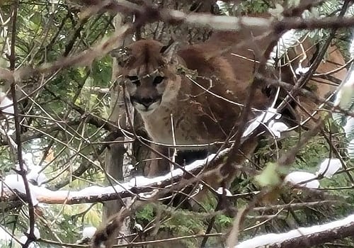 Mountain lion hunting in Idaho