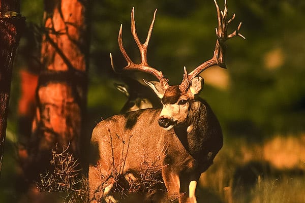 Deer