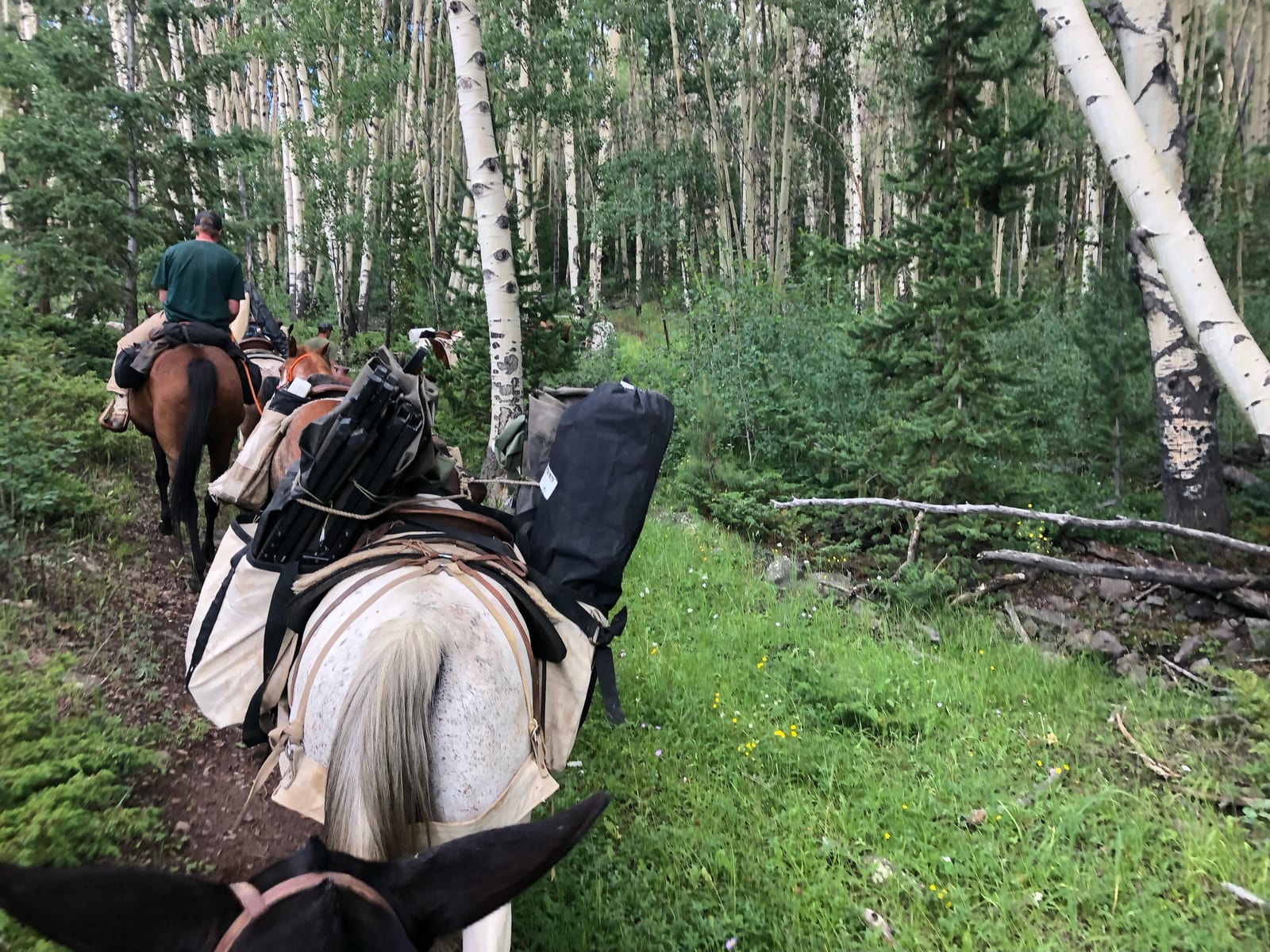 Little Creek Ranch horse rental