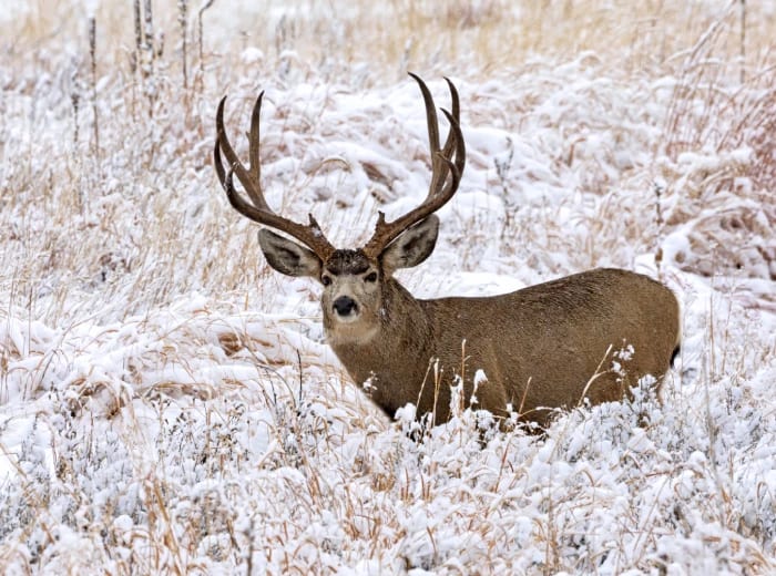 A mule deer stands in a snowy field.