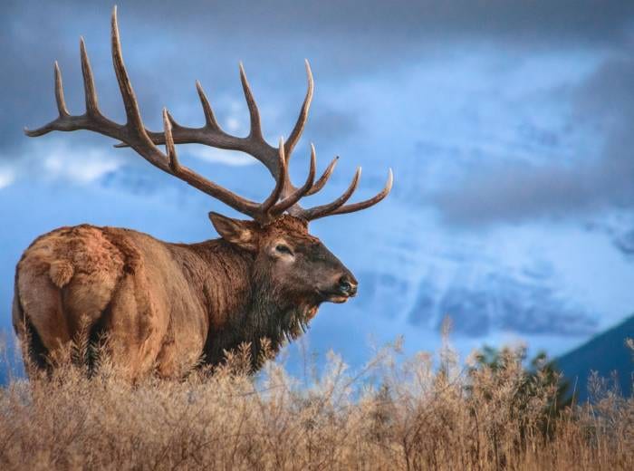 wyoming hunting - elk
