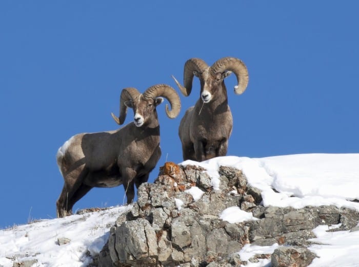 Two bighorn sheep stand on a snowy, rocky ridge against a clear blue sky.