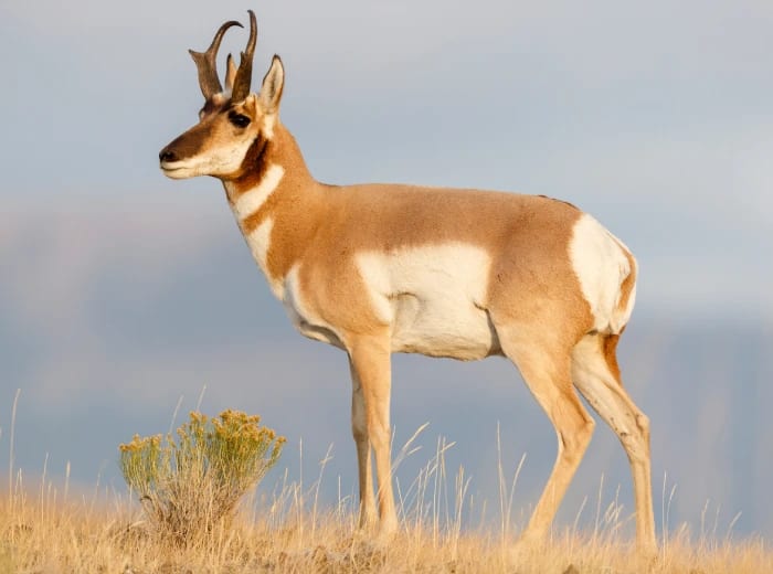 A pronghorn stands in a grassy field under a light sky.