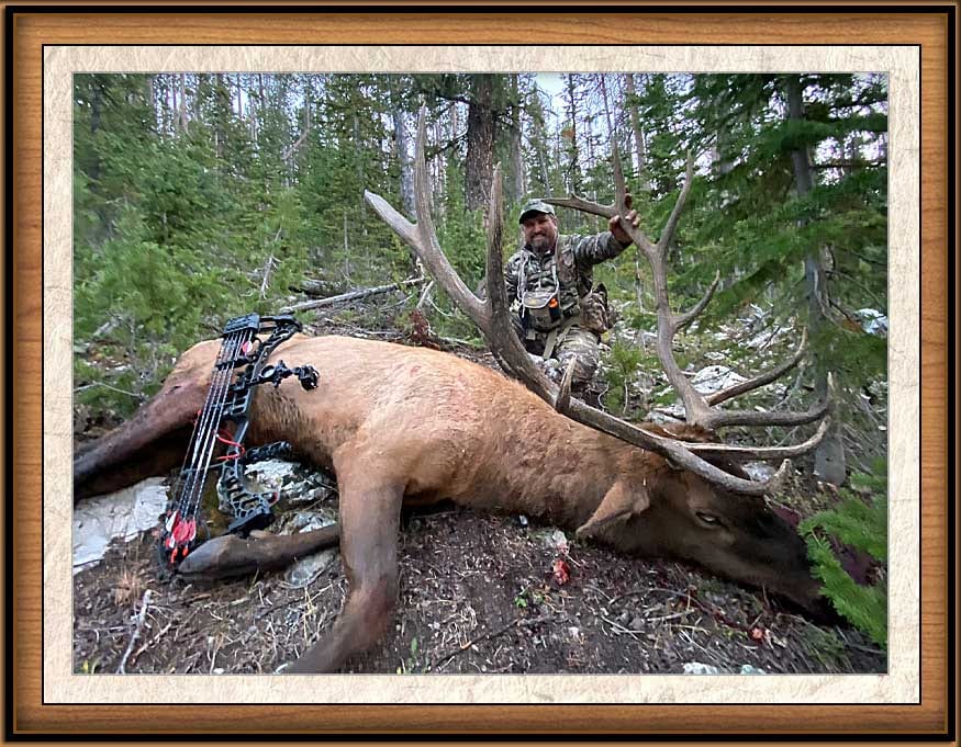 A hunter poses with a harvested elk in a forest.