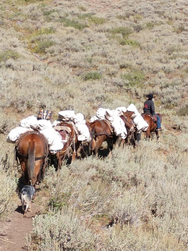 A person on horseback leads a string of pack mules and a dog along a trail in a brushy landscape.