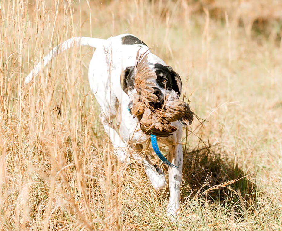 Dog hunting at Live Oak Plantation