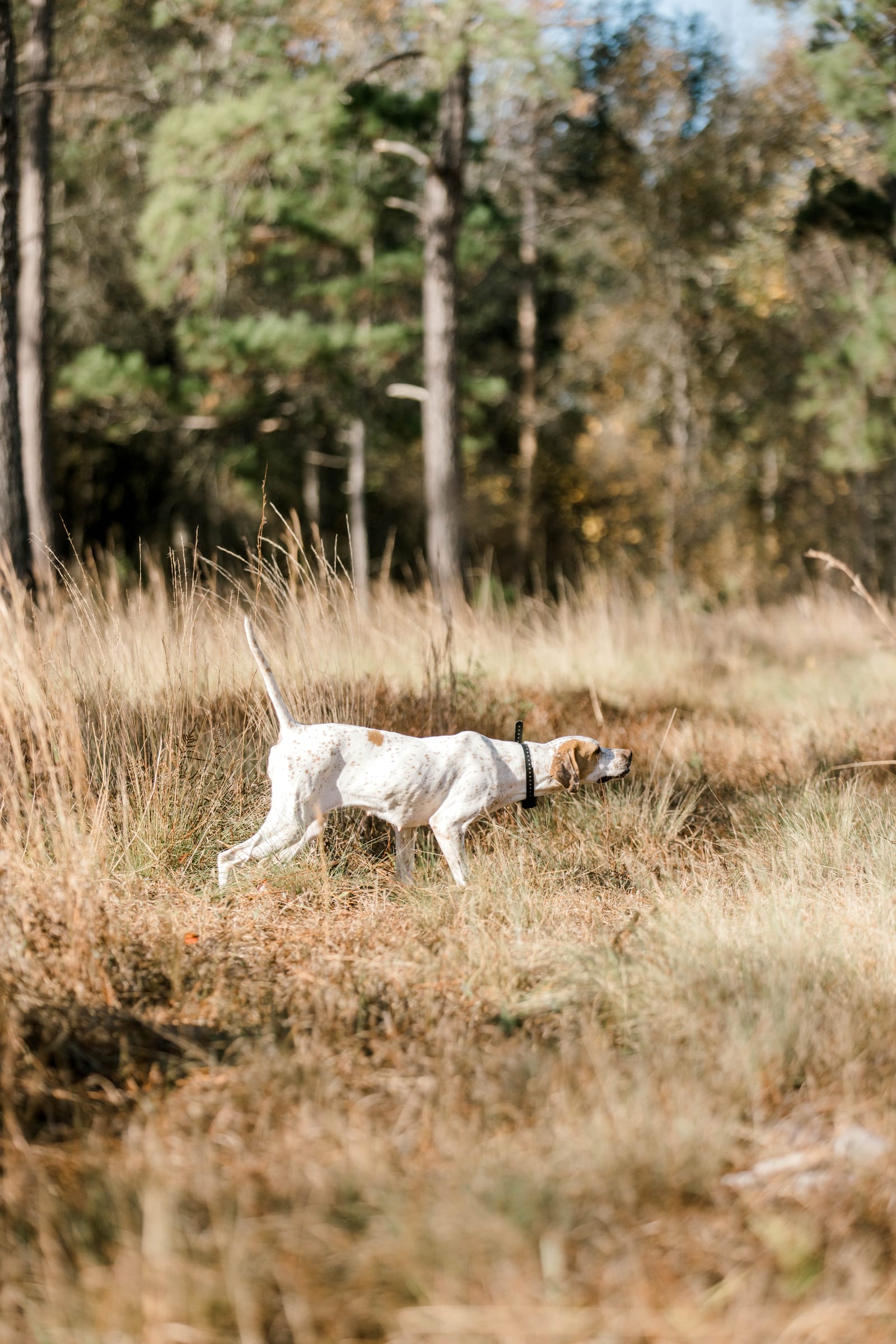 Quail hunting with dog at Live Oak Plantation