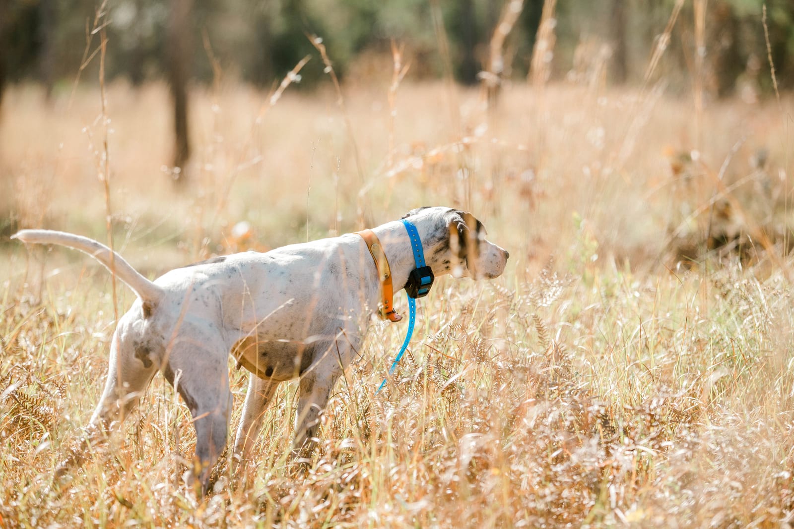 Hunting dog pointing at Live Oak Plantation