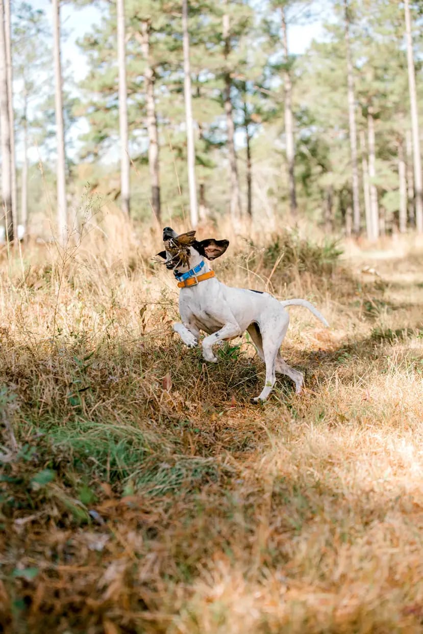 hunting-gal_11.webp