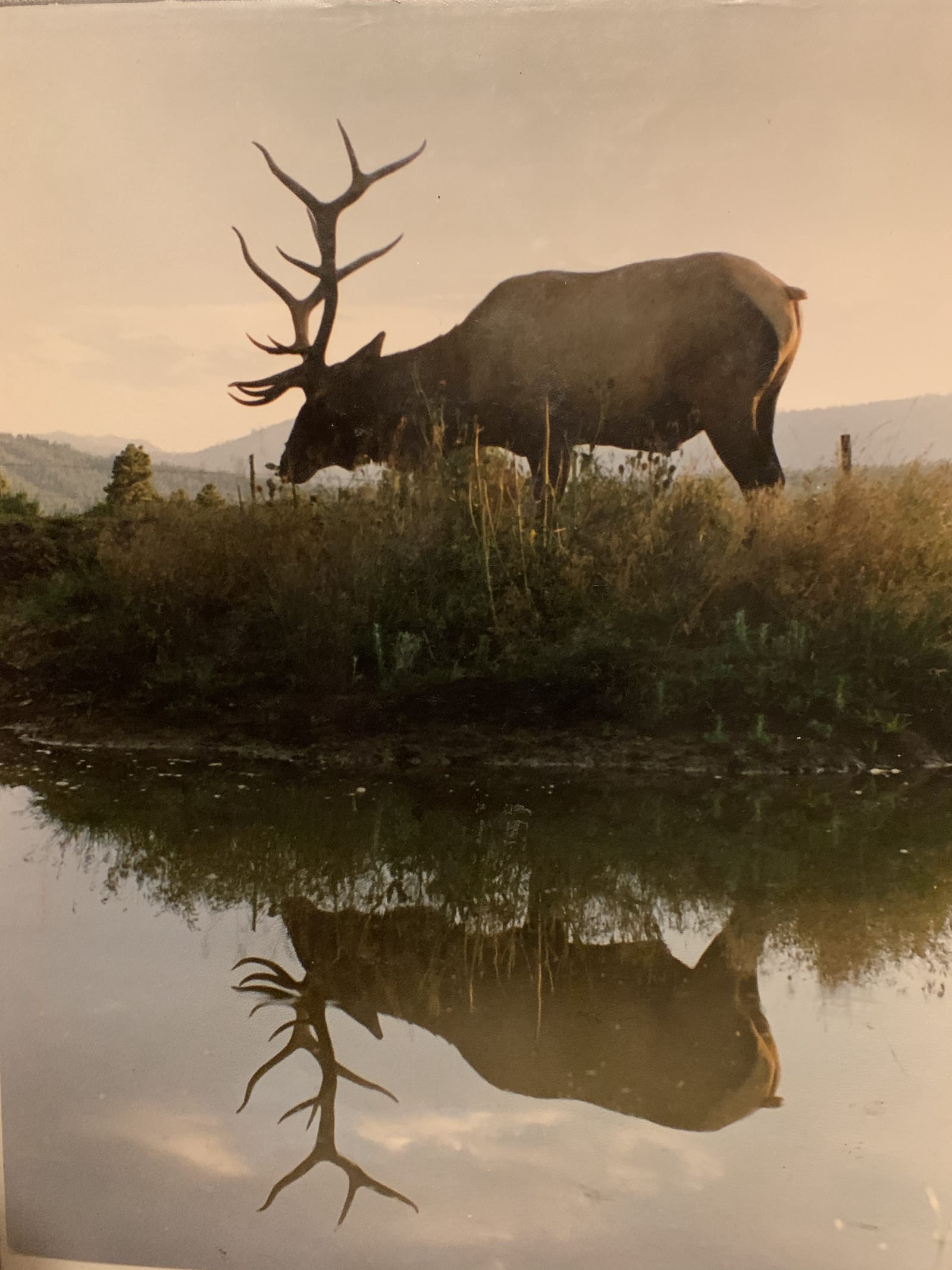 Lobo Outfitters, Elk Hunting
