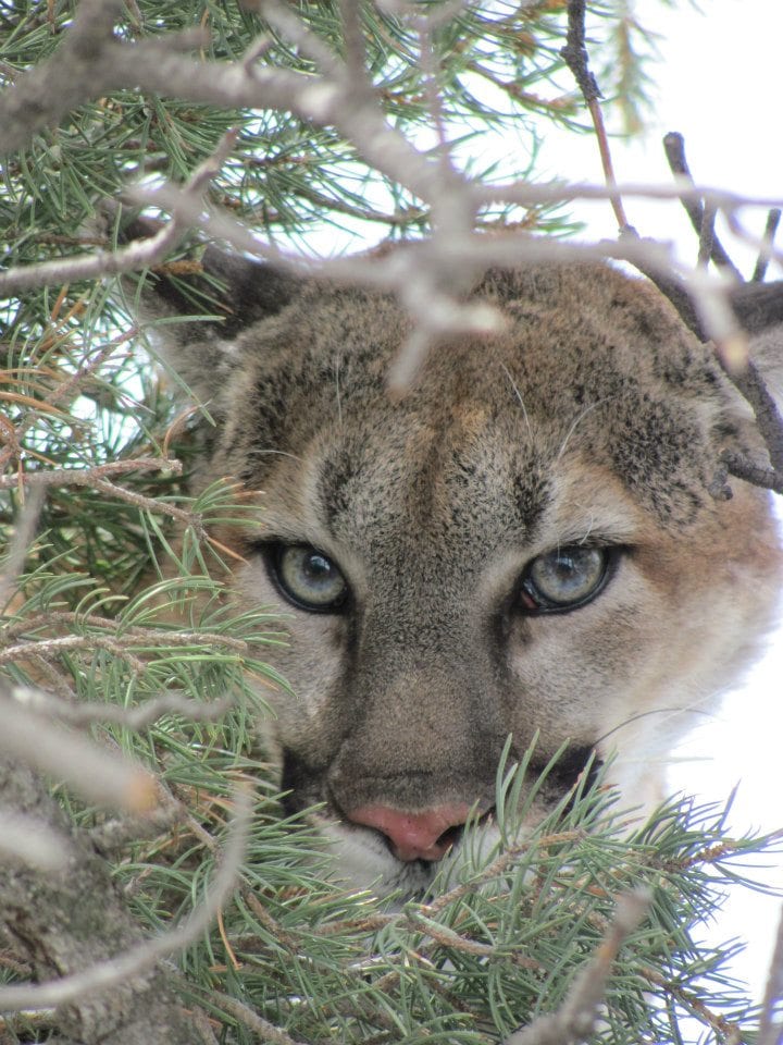 Lobo Outfitters, Mountain Lion