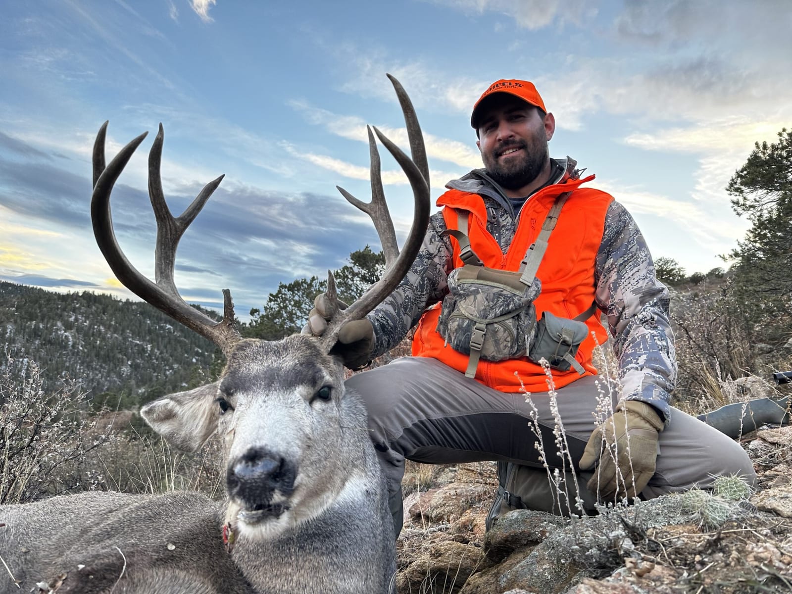 colorado mule deer tag by loco mountain outfitters