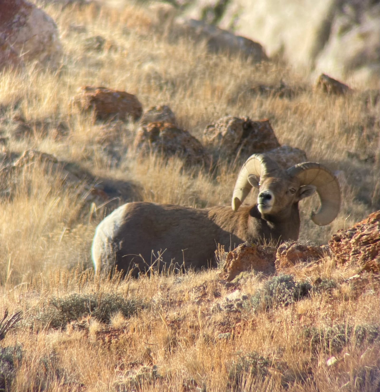 A bighorn sheep lying on rocky, grassy terrain with yellowish grass and scattered rocks.